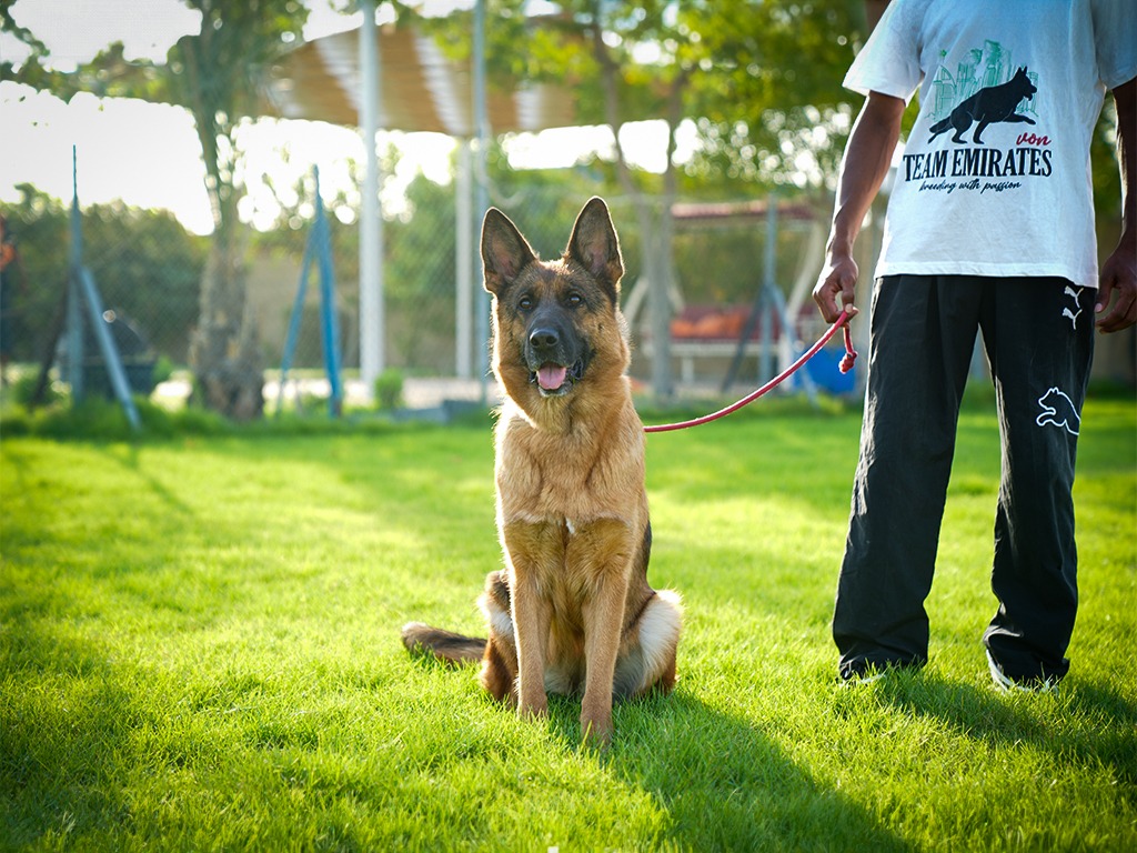 Dog Boarding
