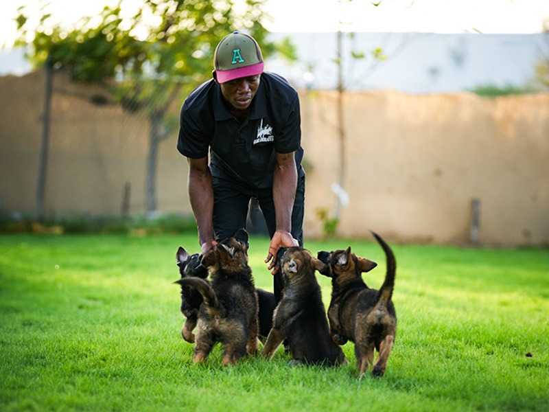 German Shepherd Breeding
