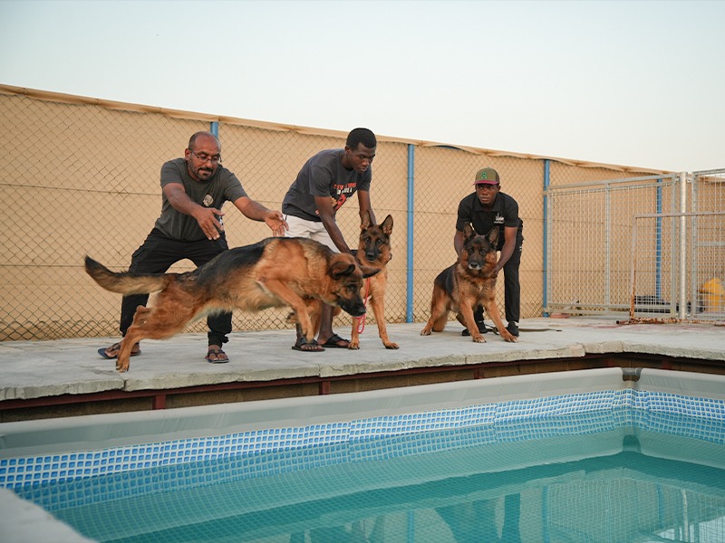 Dog Championships