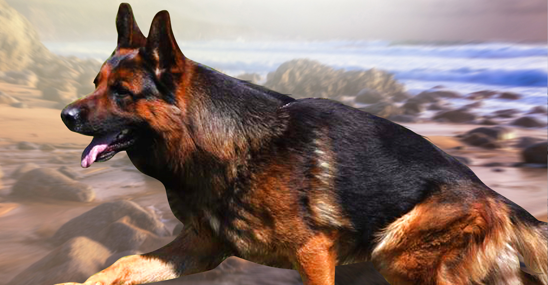 Team EIM Kennel Reviews