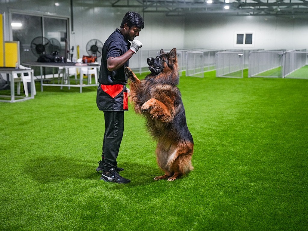 Dog Training